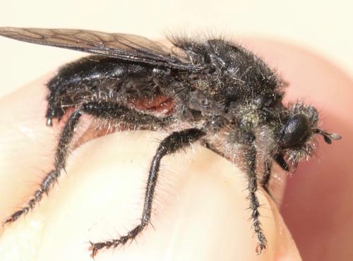Andrenosoma atrum